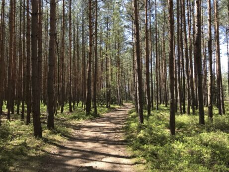 Terapie v lese – procházka v přírodě s Janou Neuwerthovou Šmýdovou