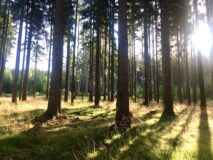 Terapie lesem, lesní terapie